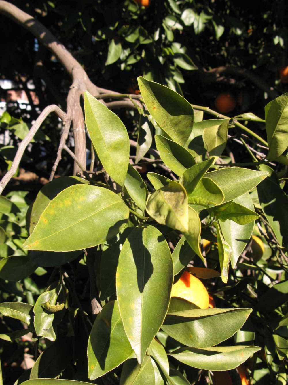            Sun leaves (Winter Haven, FL)   
